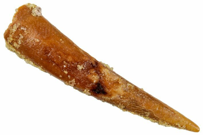 Fossil Pterosaur (Siroccopteryx) Tooth - Morocco #259795